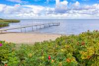 13409 - Janaese Rose bushes and jetty