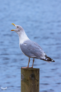 13392 - Seagull barker