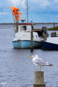 13394 - Seagull on wooden peg