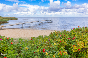 13409 - Janaese Rose bushes and jetty