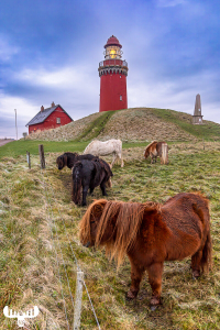 14168 - Horses at Bovbjerg Fyr lighthouse