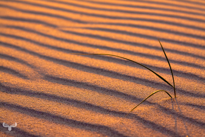 2733 - Sand Shower