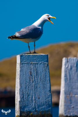 2742 - Gull screaming on harbor pole