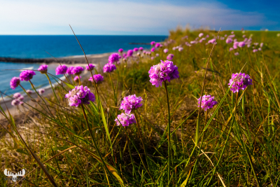 2751 - Sea thrift at Trans beach