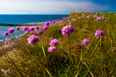 2751 - Sea thrift at Trans beach
