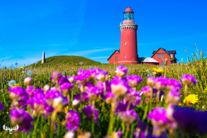 Bovbjerg Fyr lighthouse and sea thrift