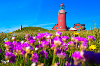 2764 - Bovbjerg Fyr lighthouse and sea thrift