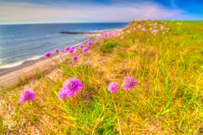 2753 - Sea thrift and sea at Trans beach