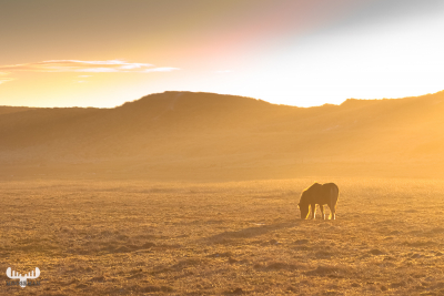 3186 - Horse in foggy dune landscape