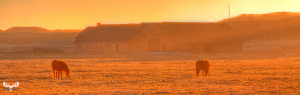 3188 - Horses at farm in foggy dune landscape