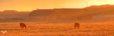 3188 - Horses at farm in foggy dune landscape