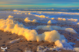 3196 - Algae foam in North sea beach sunset light