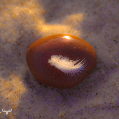 3197 - Stone and feather at North Sea beach