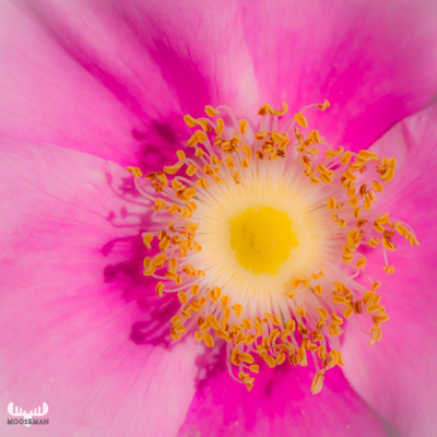 3917 - Rugose Rose close up