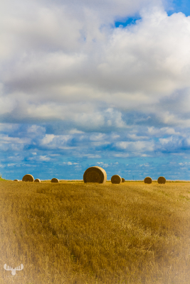 3977 - Bales of straw at Trans