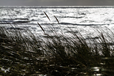 4020 - Dune weed and North Sea