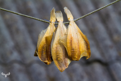 4051 - Common dab fish dried on rope