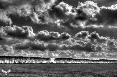 4070 - Row of trees on farm field