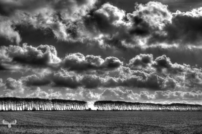 4070 - Row of trees on farm field