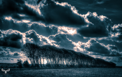 4083 - Tree line on farm field