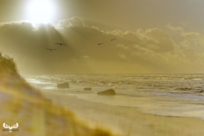 4724 - Prevailing peace at North Sea beach