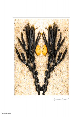 6346 - Symmetree I - Beach objects art