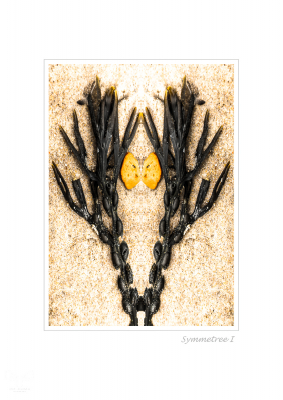 6346 - Symmetree I - Beach objects art