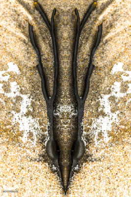 6360 - Symmetree 4 - Beach objects art