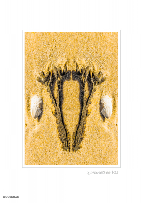 6444 - Symmetree VII - Beach objects art
