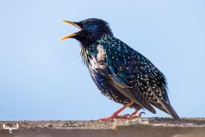 6482 - European starling in Søndervig