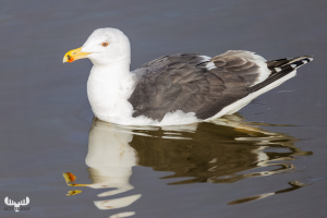 7860 - Lesser black-backed gull