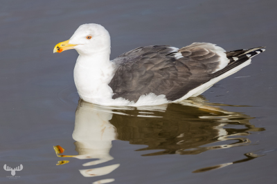 7860 - Lesser black-backed gull