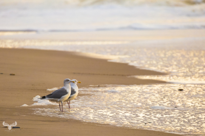 7869 - Two gulls at the North Sea beach