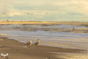 7870 - Gulls at Nort Sea beach