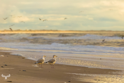 7870 - Gulls at Nort Sea beach