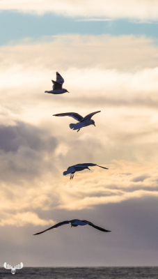 7874 - Gull foursome