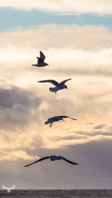 7874 - Gull foursome