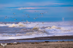 7881 - Gulls above the North Sea waves