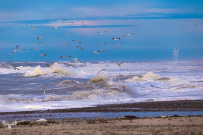 7881 - Gulls above the North Sea waves