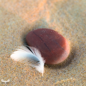 7920 - Stone and feather on North Sea beach