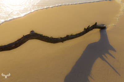 Beach branch