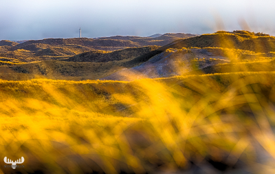 Nr.Lyngvig Fyr ligthhouse behind grass and dunes