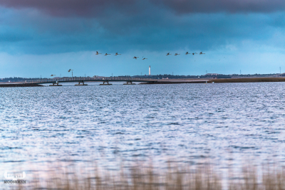 8001 - Bagges Dæmning, Nr.Lyngvig Fyr & swans