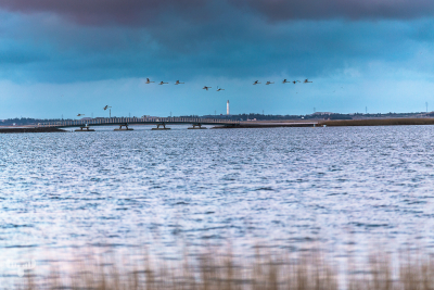 8001 - Bagges Dæmning, Nr.Lyngvig Fyr & swans
