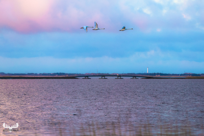 8010 - Swans over Bagges Dæmning Bridge