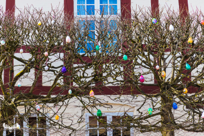 8087 - Easter eggs on Ringkøbing trees at Ringkøbing hotel