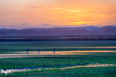 9001 - Meadow and dune landscape near Kryle