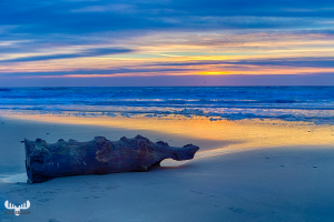 9472 - Driftwood at sunset North Sea beach