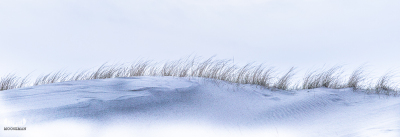 10005 - Hairy Back - Dunes line