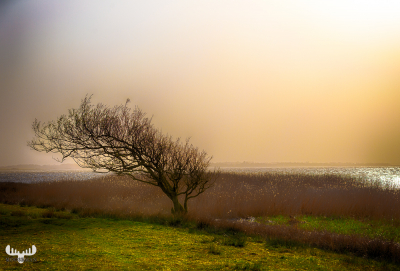 10053 - Hindø island tree